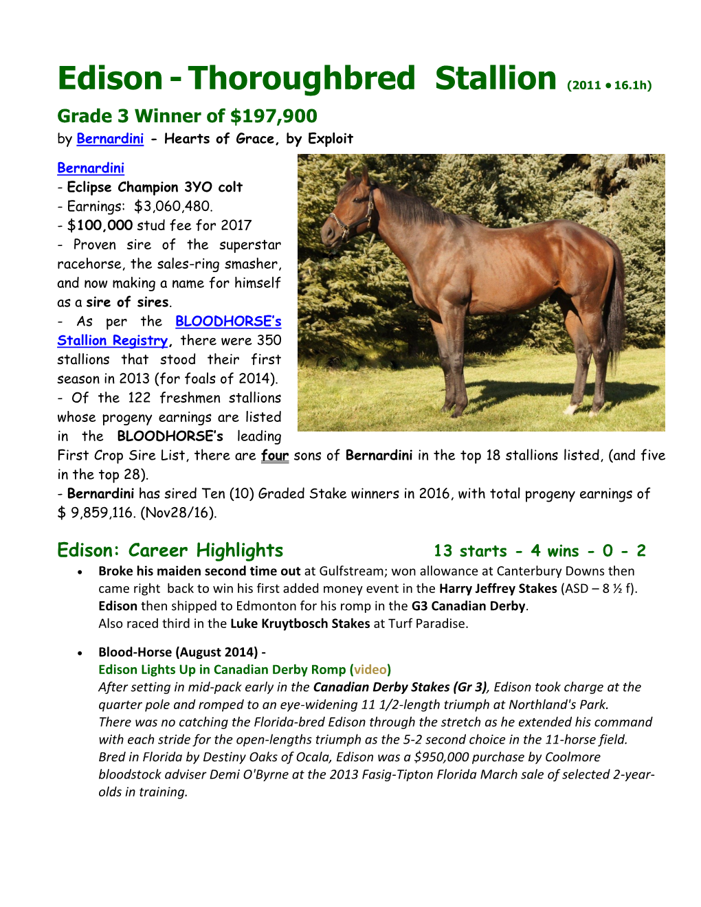 Edison-Thoroughbred Stallion