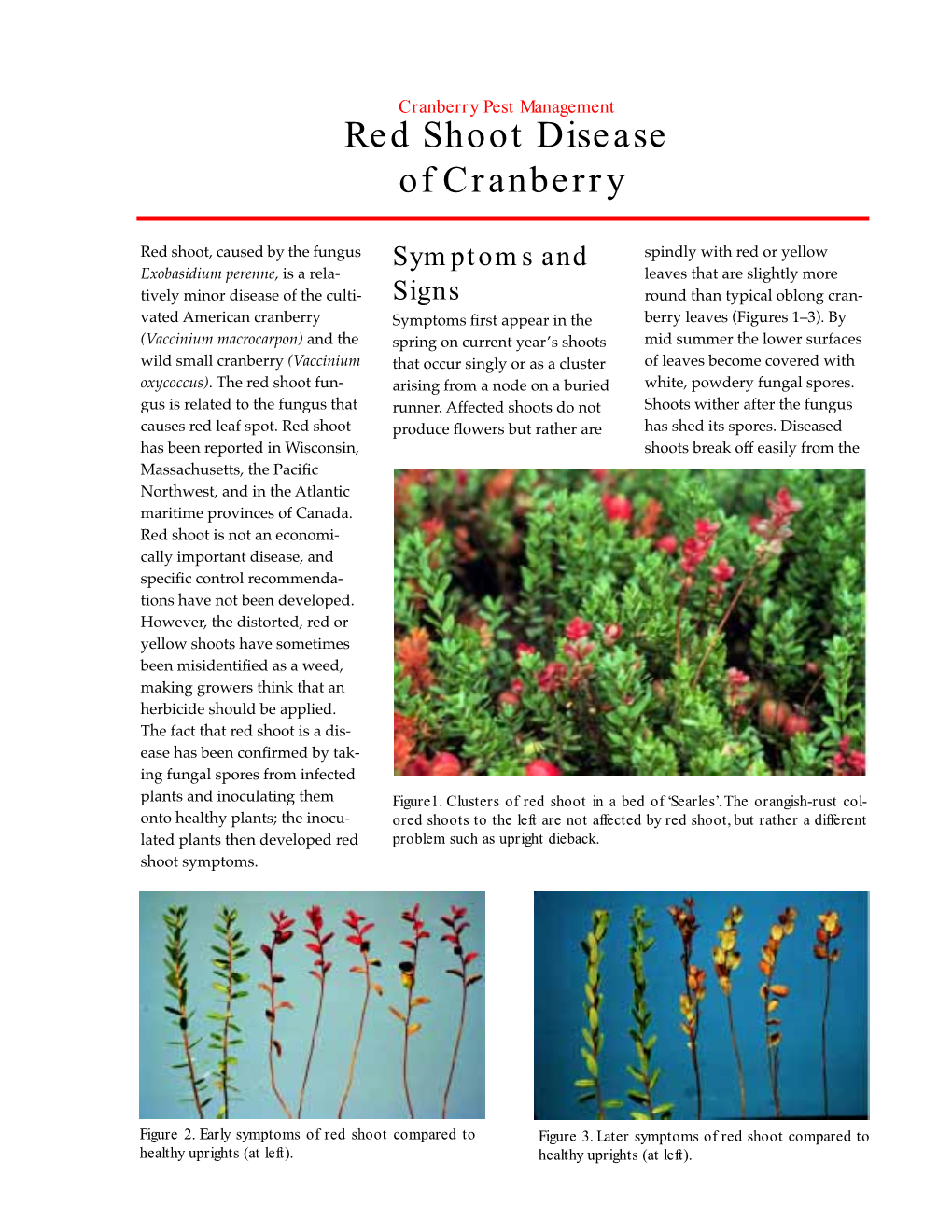 Red Shoot Disease of Cranberry