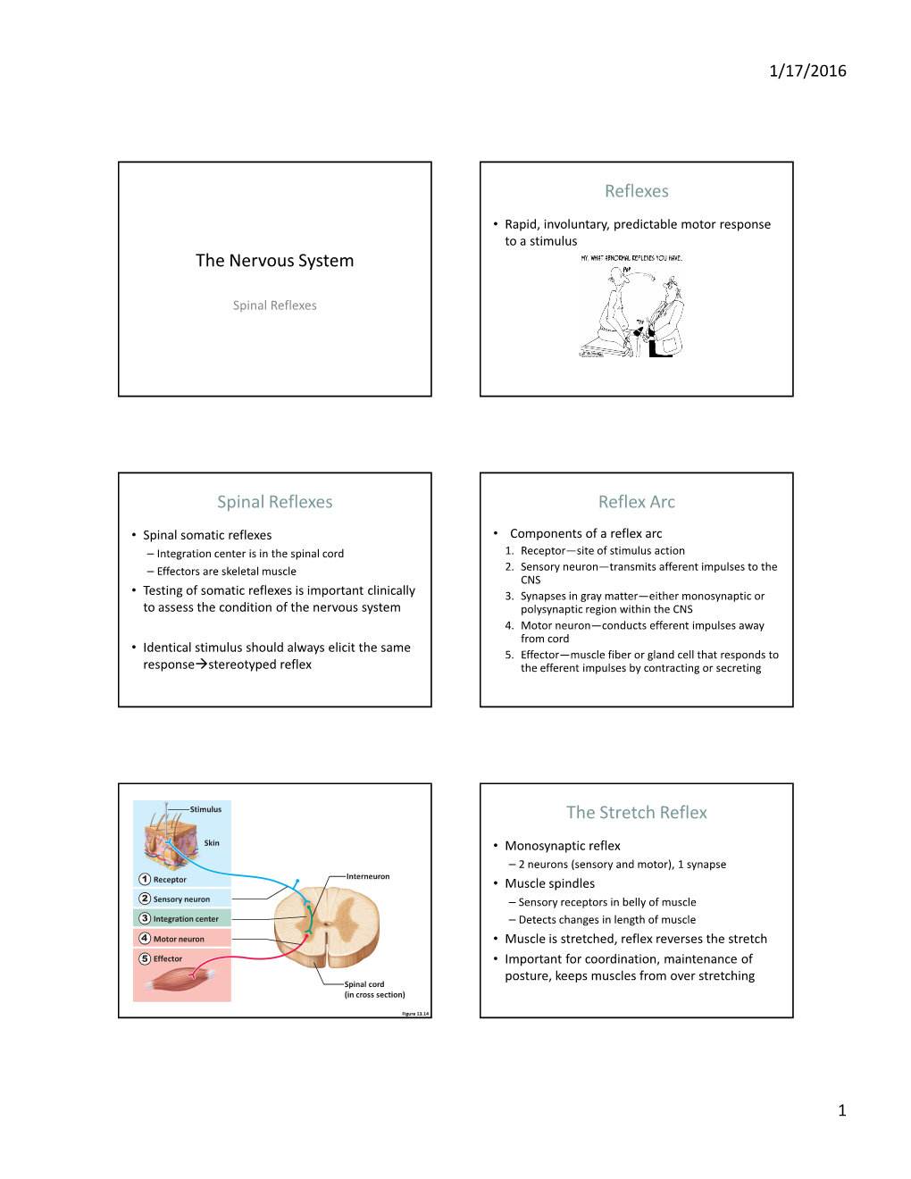 The Nervous System Reflexes Spinal Reflexes Reflex Arc the Stretch