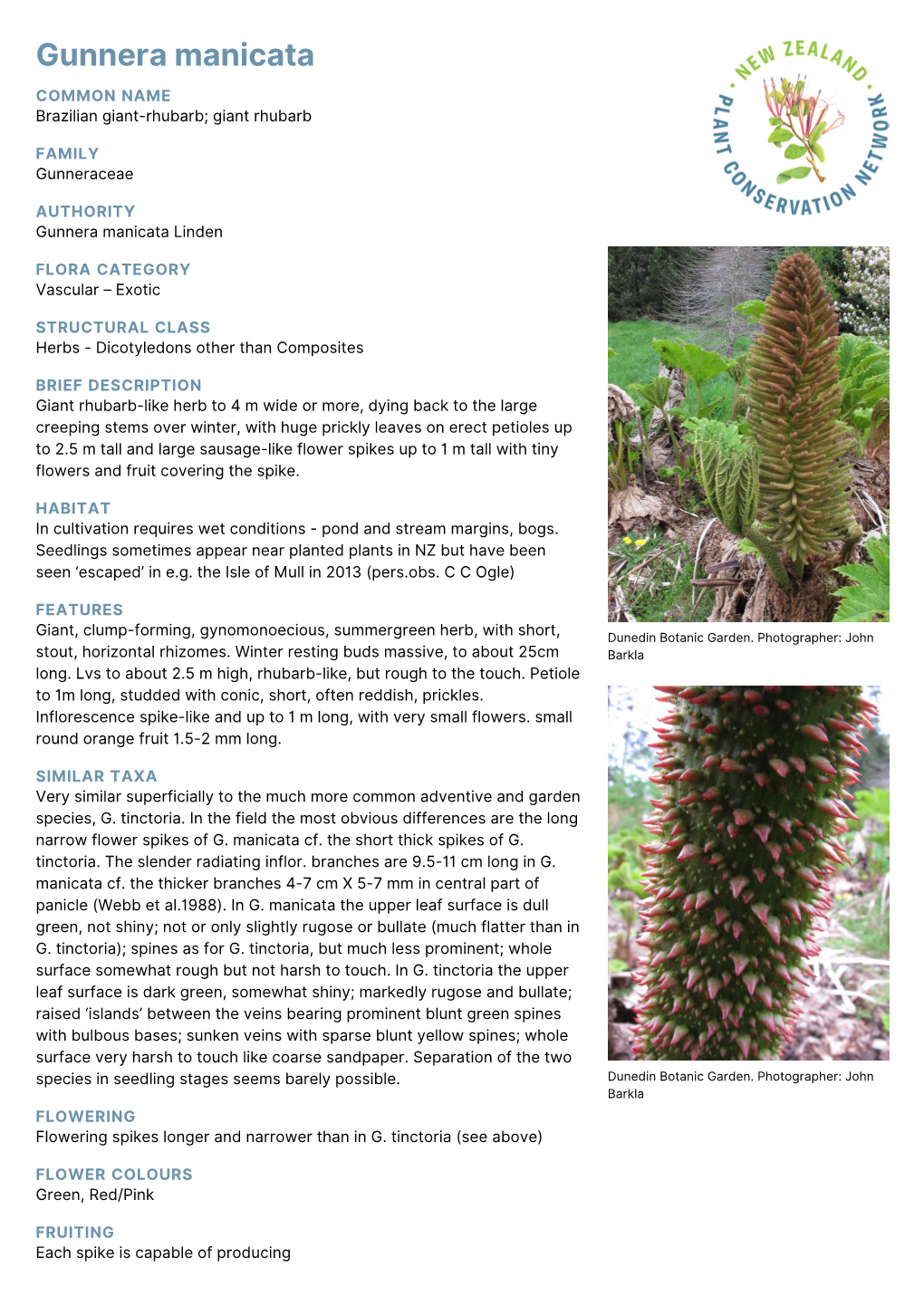 Gunnera Manicata