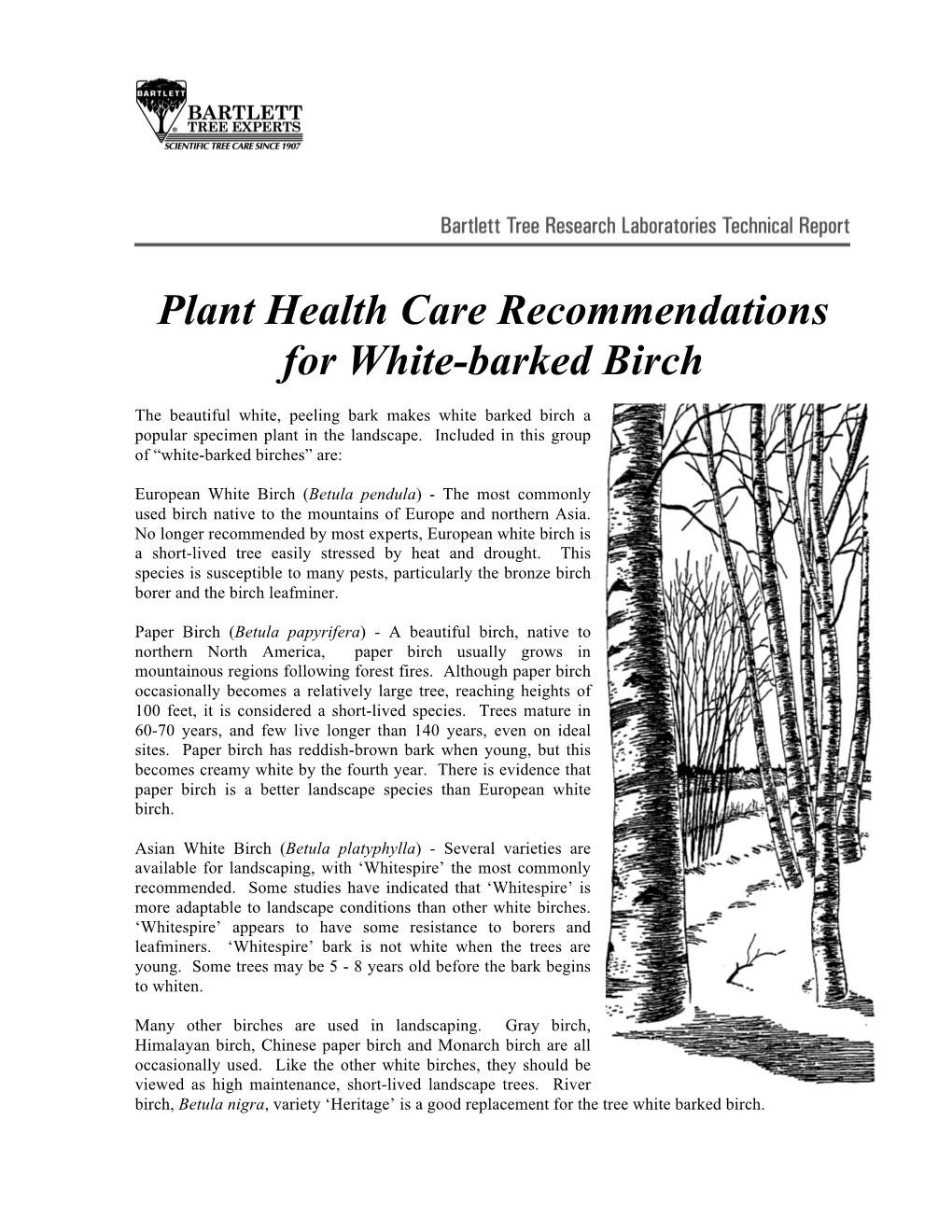 Plant Health Care Recommendations for White-Barked Birch