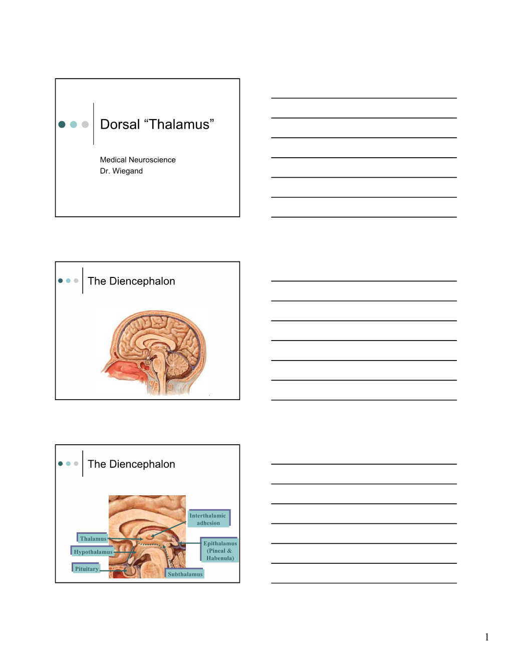 Dorsal “Thalamus”