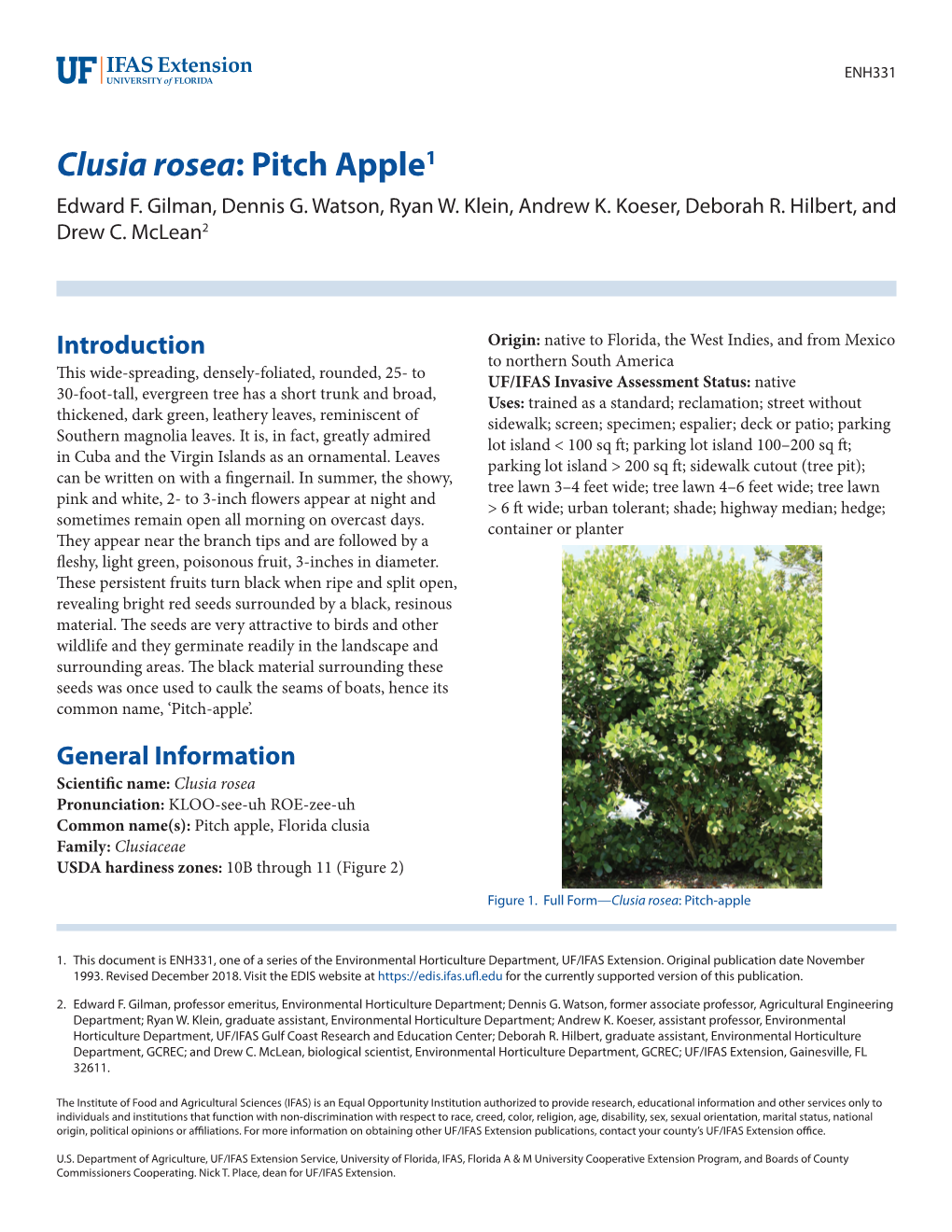 Clusia Rosea: Pitch Apple1 Edward F