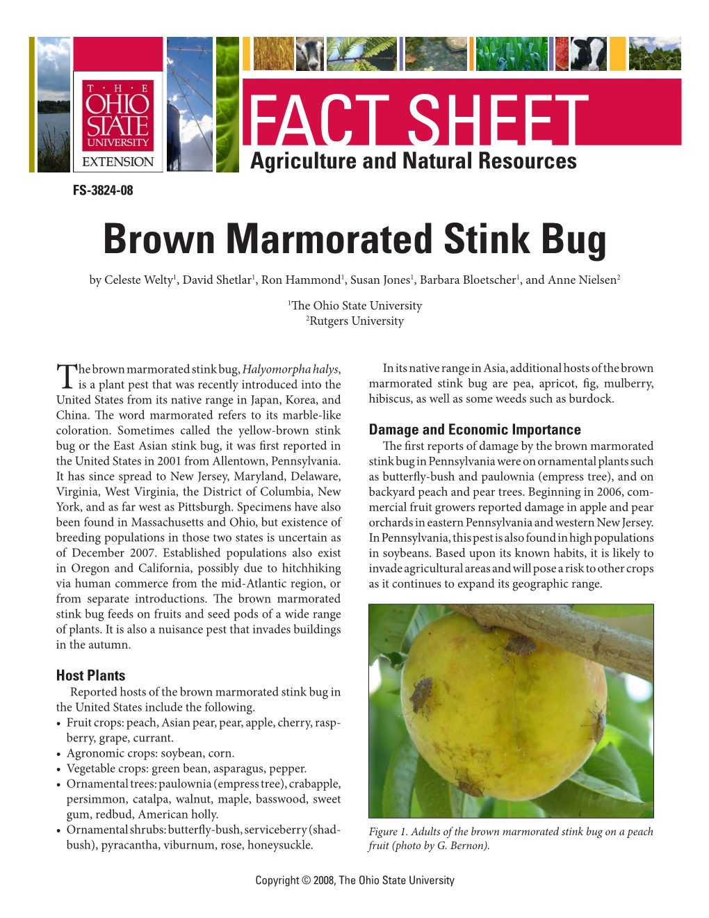 Brown Marmorated Stink Bug