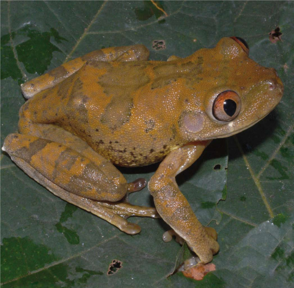 La Biodiversité En Côte D'ivoire : Etat Des Lieux Et Facteurs De Menace