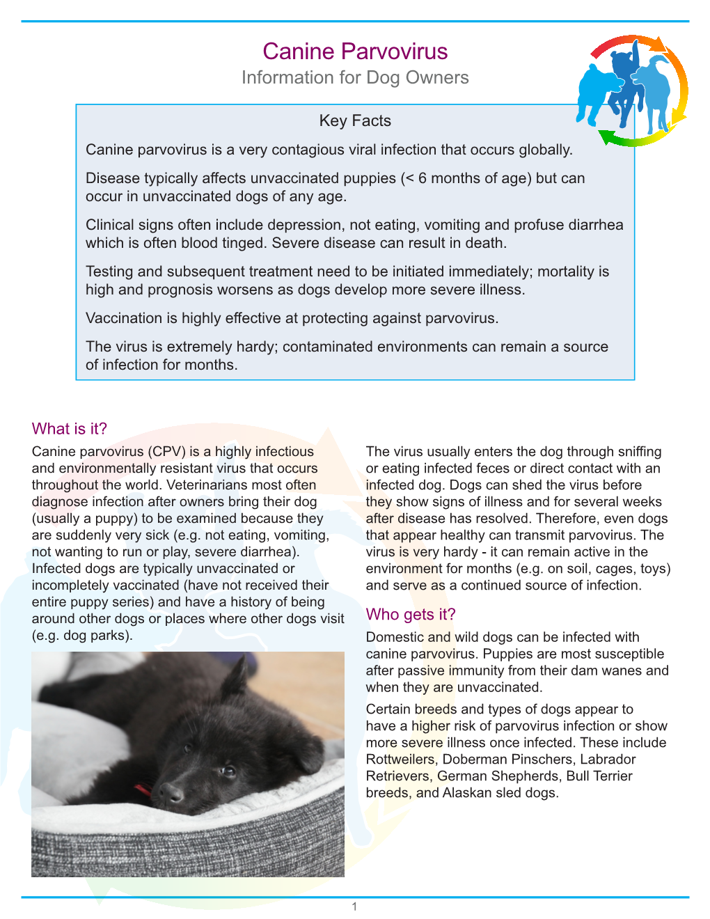 Canine Parvovirus Information for Dog Owners