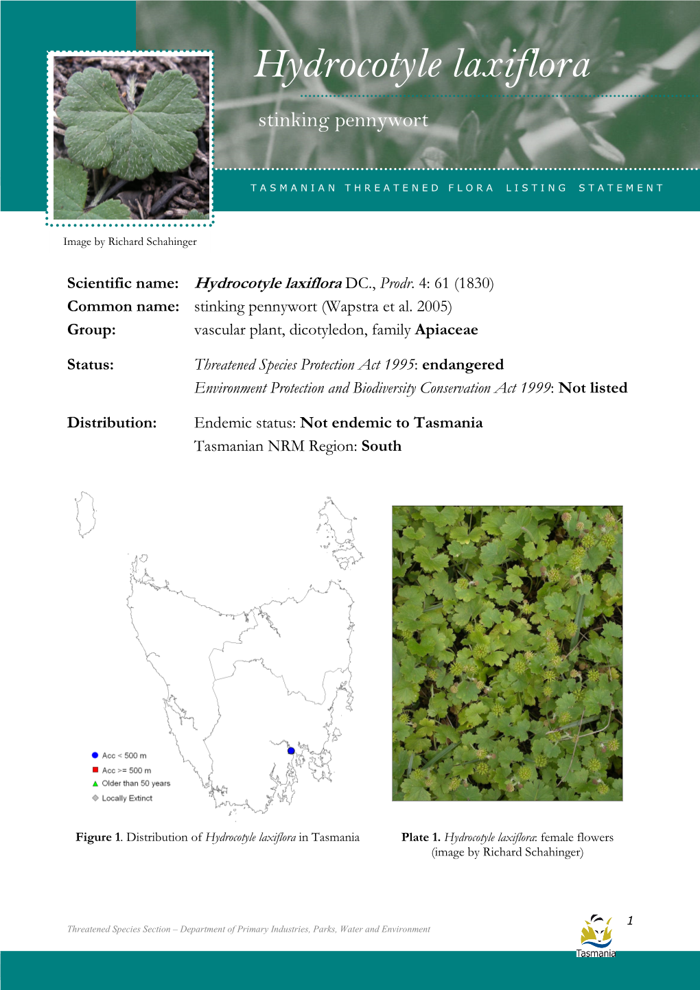 Hydrocotyle Laxiflora Laxiflora (Stinking Pennywort)