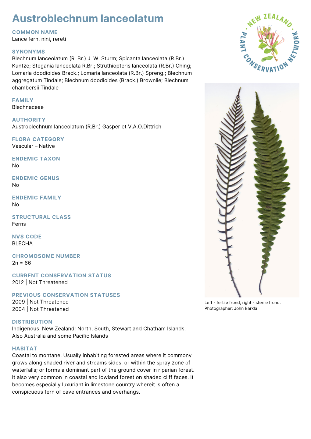 Austroblechnum Lanceolatum