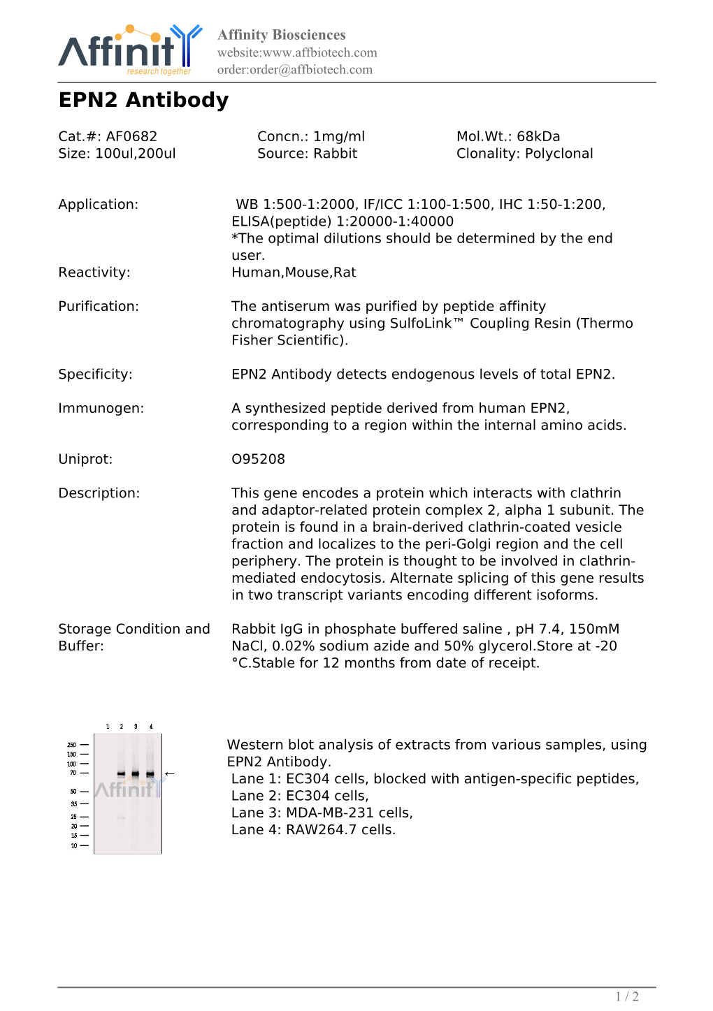 AF0682-EPN2 Antibody