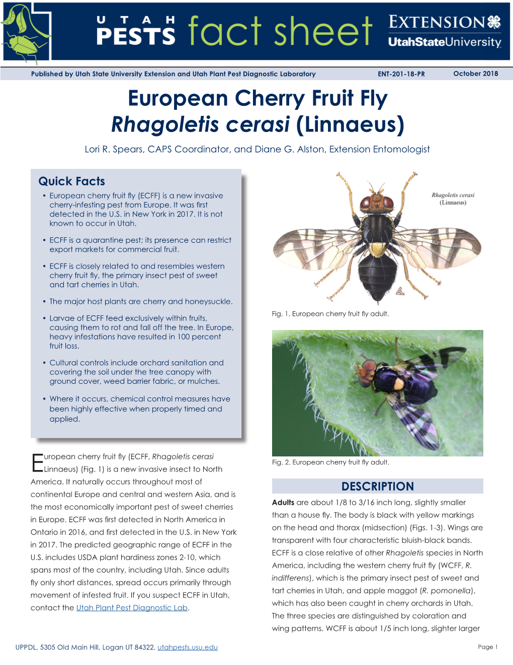 European Cherry Fruit Fly Rhagoletis Cerasi (Linnaeus) Lori R