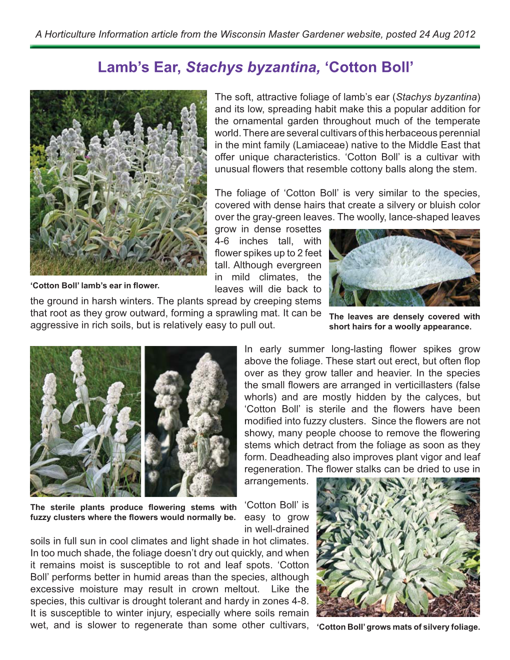 Lamb's Ear, Stachys Byzantina, 'Cotton Boll'