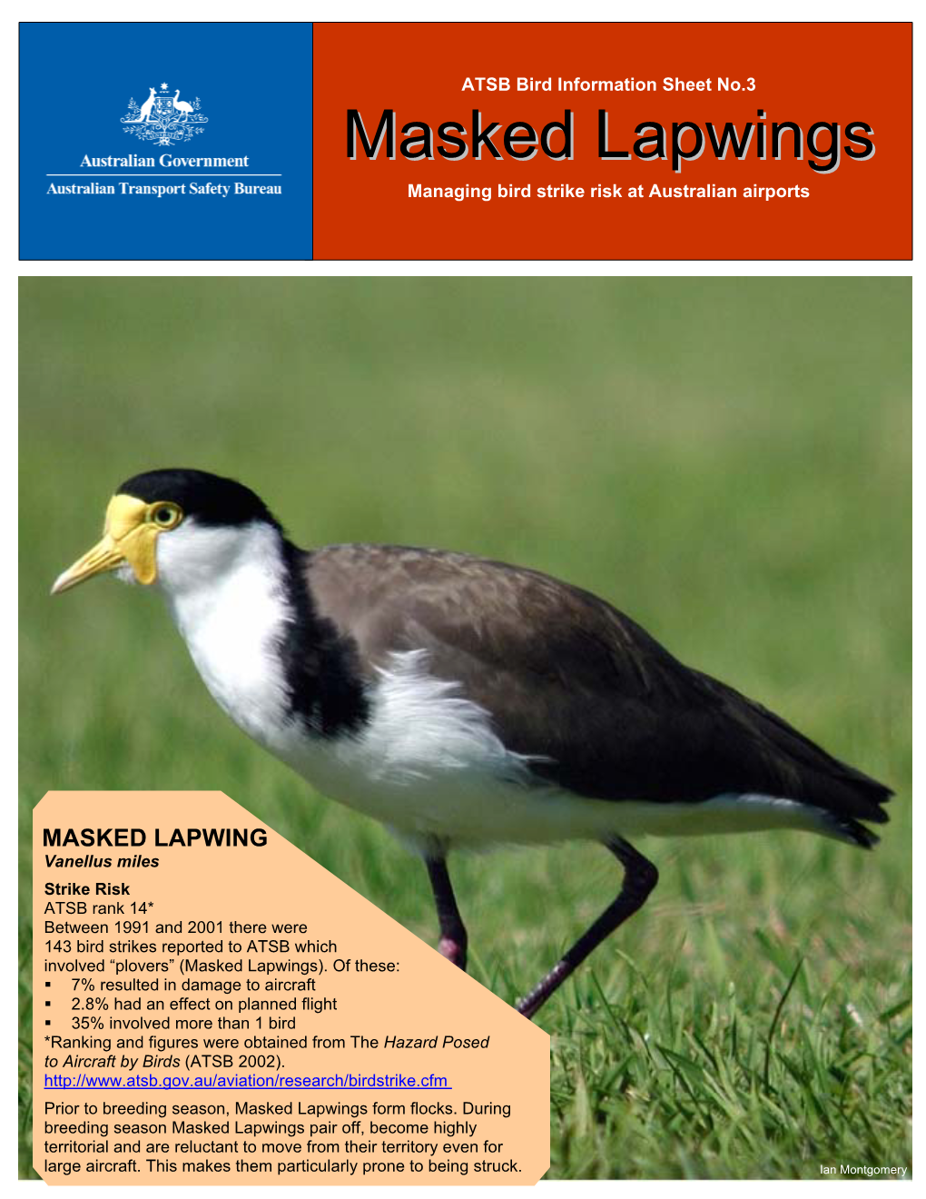 Masked Lapwings)