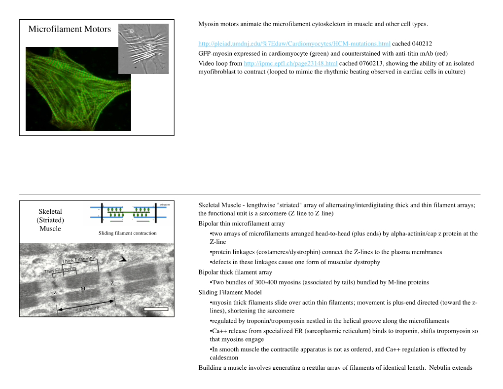 Microfilament Motors