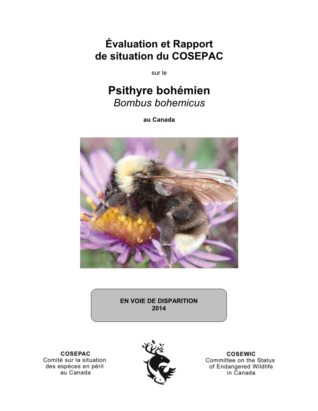 Psithyre Bohémien,Bombus Bohemicus