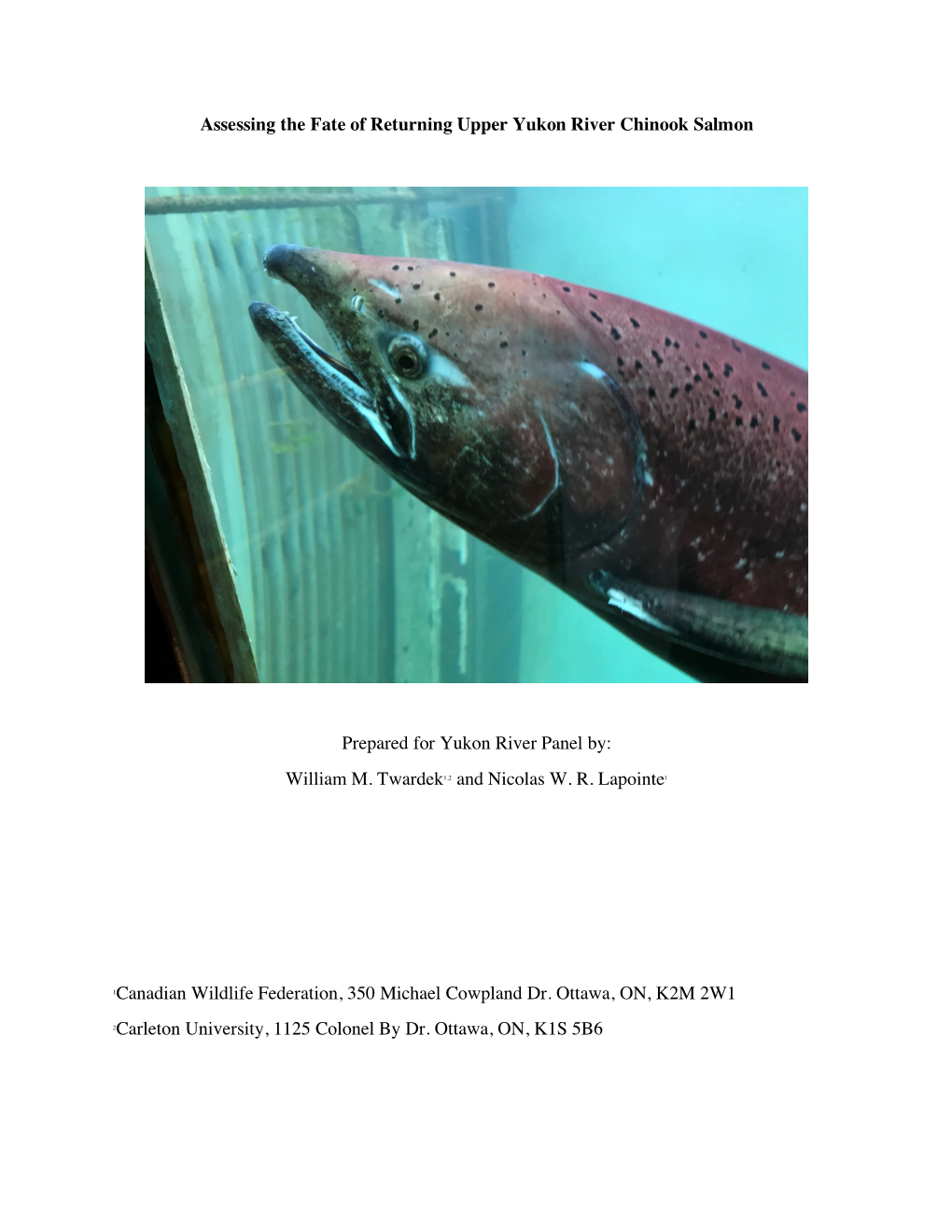 Assessing the Fate of Returning Upper Yukon River Chinook Salmon