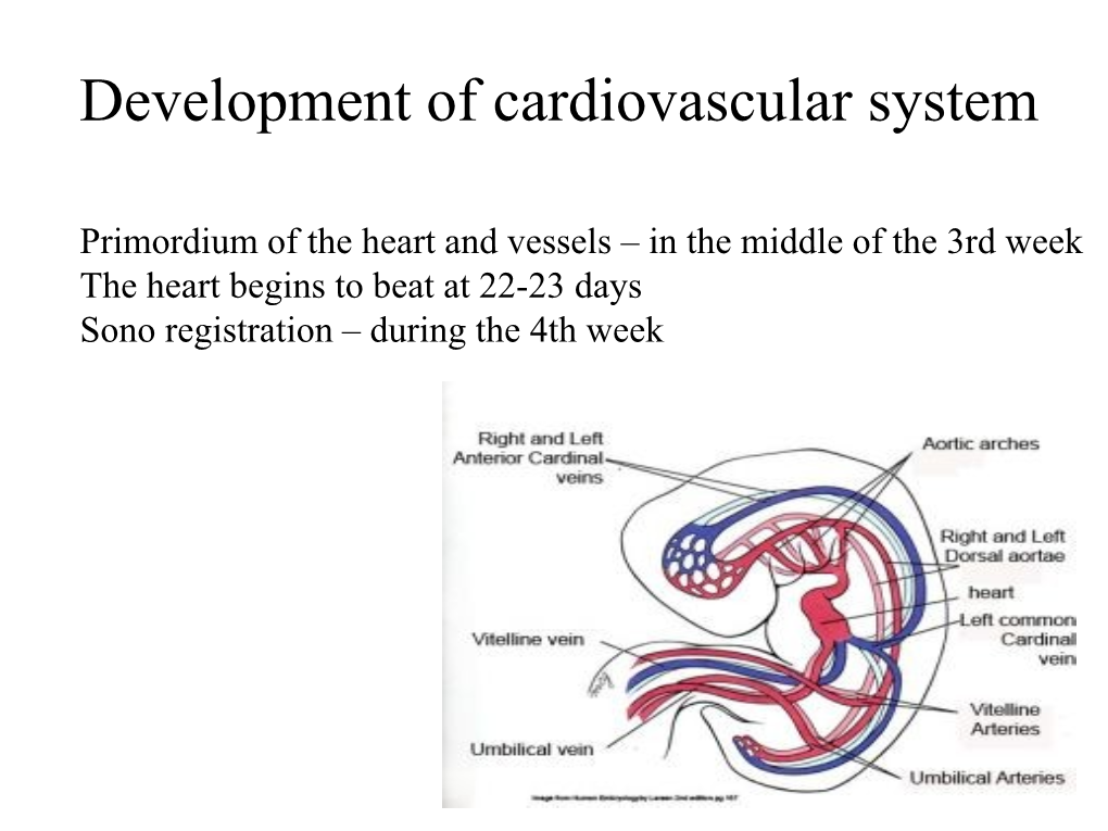 Primitive Blood Circulation. • Heart Development (Dev. of Heart Tube, Septa and Valves) • Aortal Arches and Their Derivatives