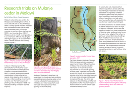 Research Trials on Mulanje Cedar in Malawi