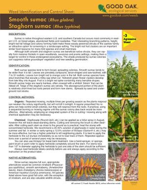 Rhus Glabra) Staghorn Sumac (Rhus Typhina