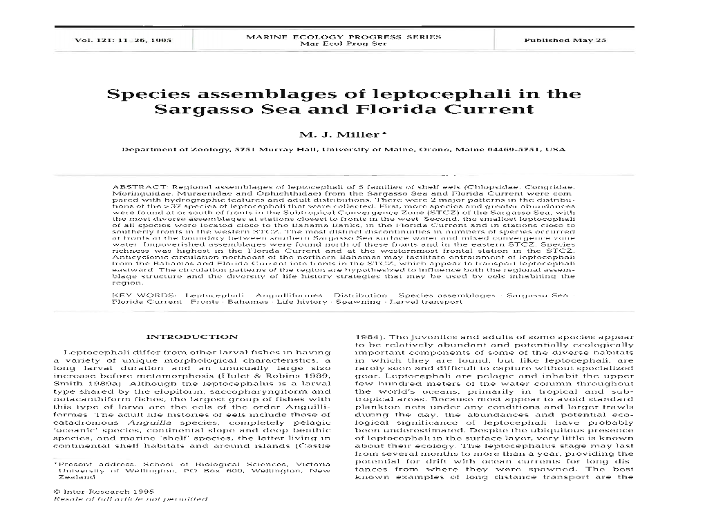 Species Assemblages of Leptocephali in the Sargasso Sea and Florida Current