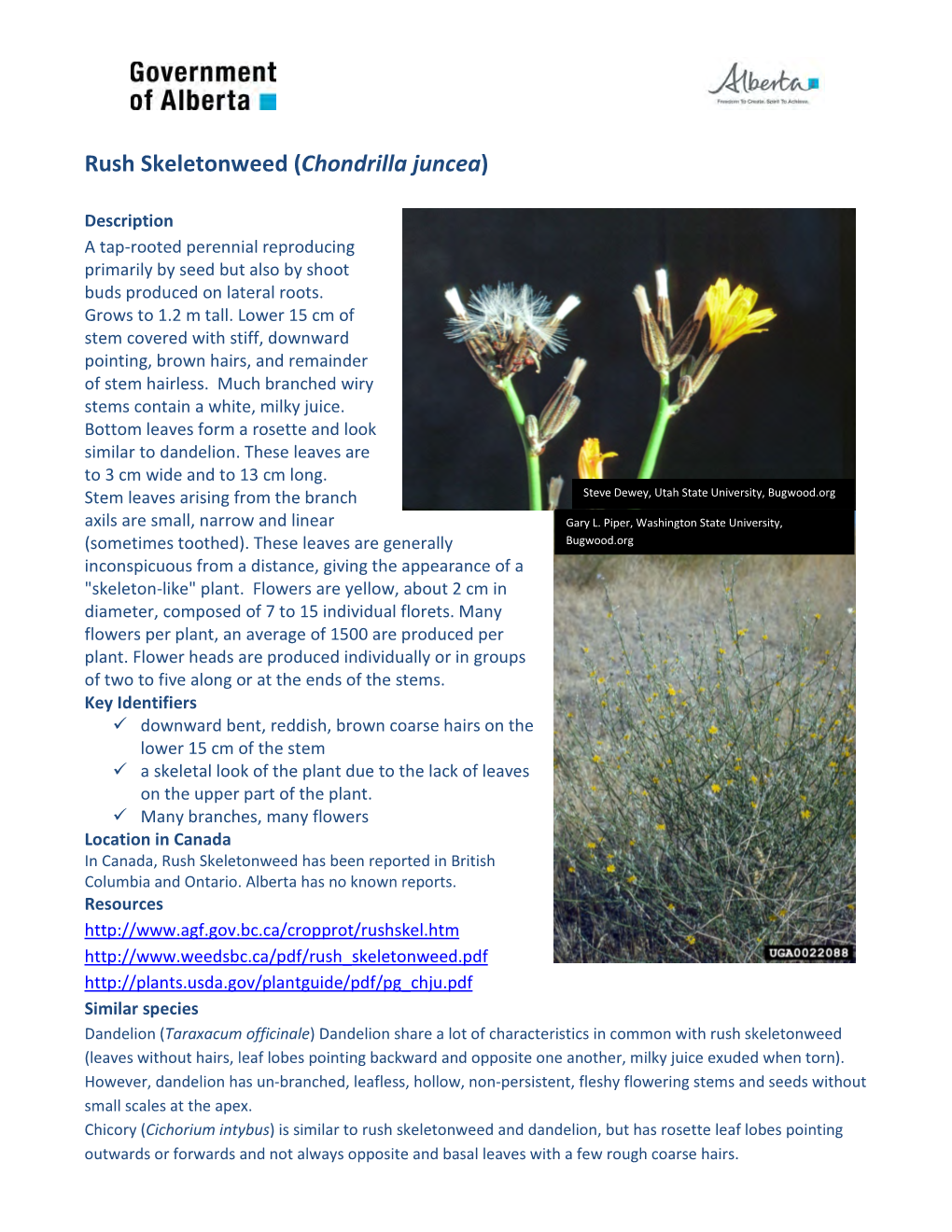 Rush Skeletonweed (Chondrilla Juncea)