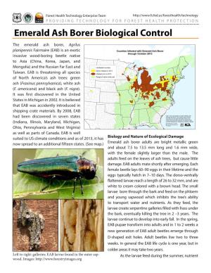 Emerald Ash Borer Biological Control