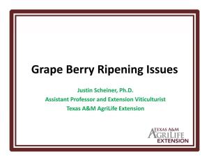 Grape Berry Ripening Issues