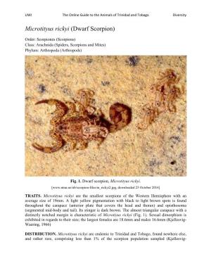 Microtityus Rickyi (Dwarf Scorpion)