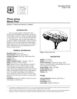 Pinus Pinea Stone Pine1 Edward F