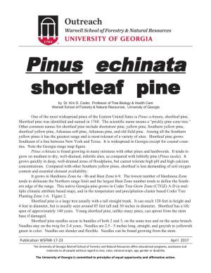 Pinus Echinata, Shortleaf Pine