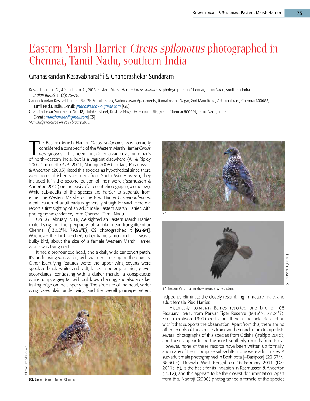 Eastern Marsh Harrier Circus Spilonotus Photographed in Chennai, Tamil Nadu, Southern India Gnanaskandan Kesavabharathi & Chandrashekar Sundaram