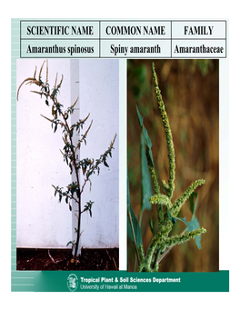Amaranthaceae Spiny Amaranth Amaranthus Spinosus FAMILY COMMON NAME SCIENTIFIC NAME