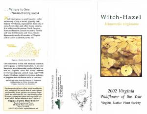 2002 Witch-Hazel (Hamamelis Virginiana)