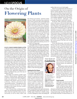 On the Origin of Flowering Plants; They Were Too Numerous and Too Varied, and There Were Too Few Fos- Sils to Sort out Which Were More Primitive