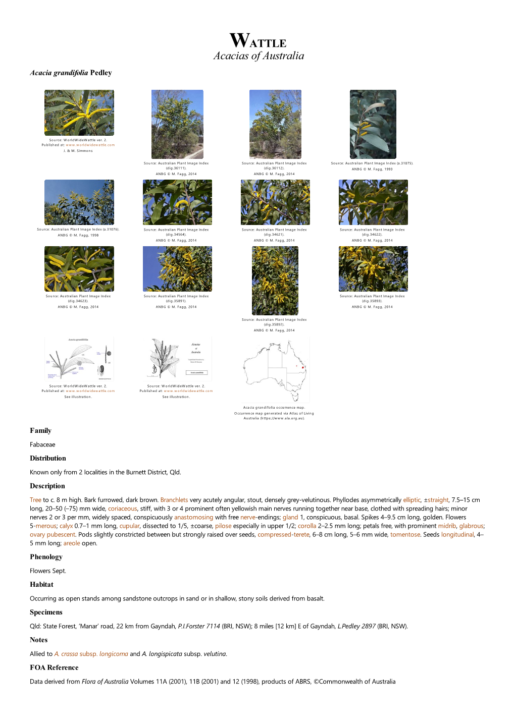 Acacia Grandifolia Pedley