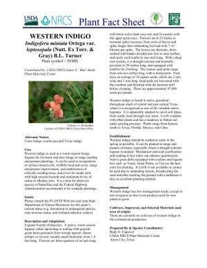 Western Indigo Plant Fact Sheet