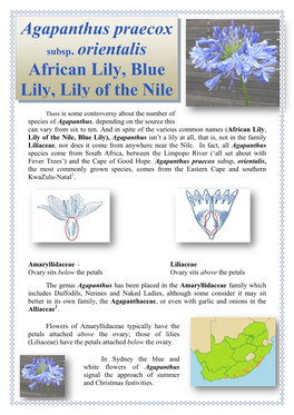 Agapanthus Praecox Subsp. Orientalis African Lily, Blue Lily, Lily of the Nile