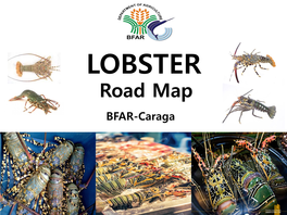 Lobster Production in the Provinces of Dinagat Islands and Surigao Del Norte