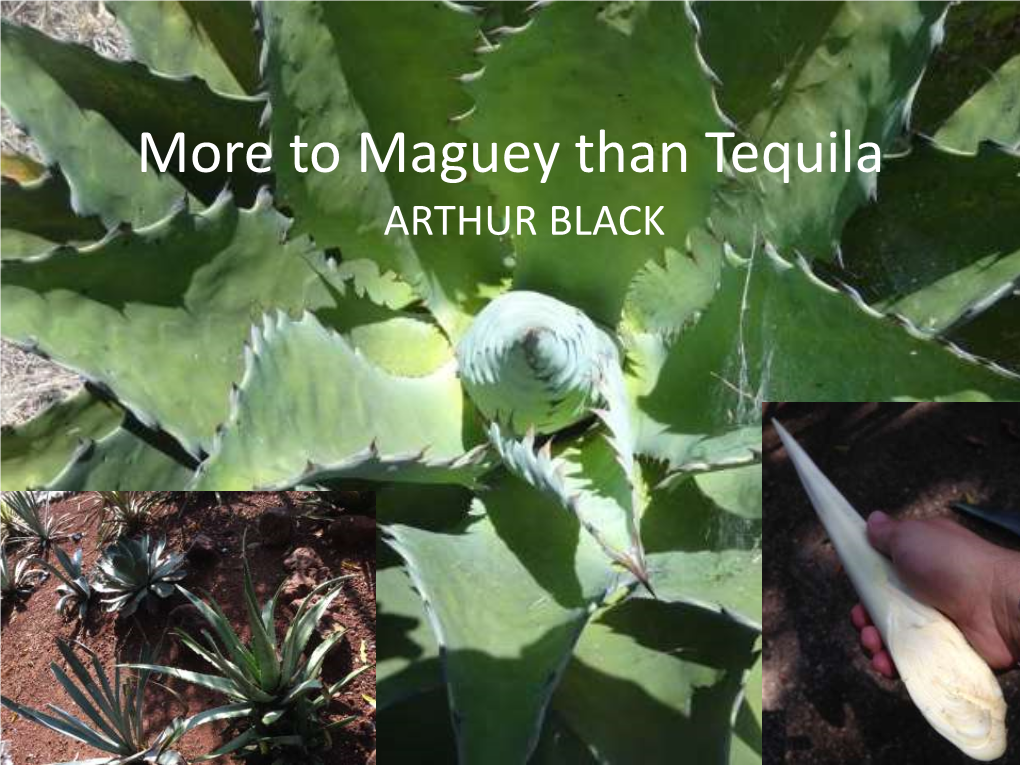 To Maguey Than Tequila ARTHUR BLACK