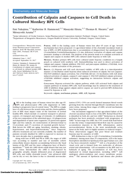 Contribution of Calpain and Caspases to Cell Death in Cultured Monkey RPE Cells