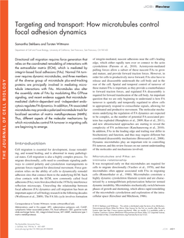 How Microtubules Control Focal Adhesion Dynamics