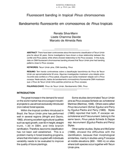 Fluorescent Banding in Tropical Pinus Chromosomes Bandeamento