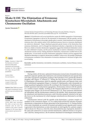 The Elimination of Erroneous Kinetochore-Microtubule Attachments and Chromosome Oscillation