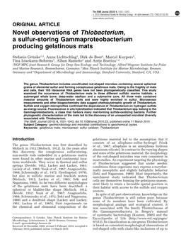 Novel Observations of Thiobacterium, a Sulfur-Storing Gammaproteobacterium Producing Gelatinous Mats