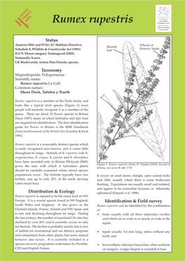 Rumex Rupestris