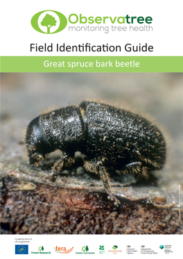 Great Spruce Bark Beetle