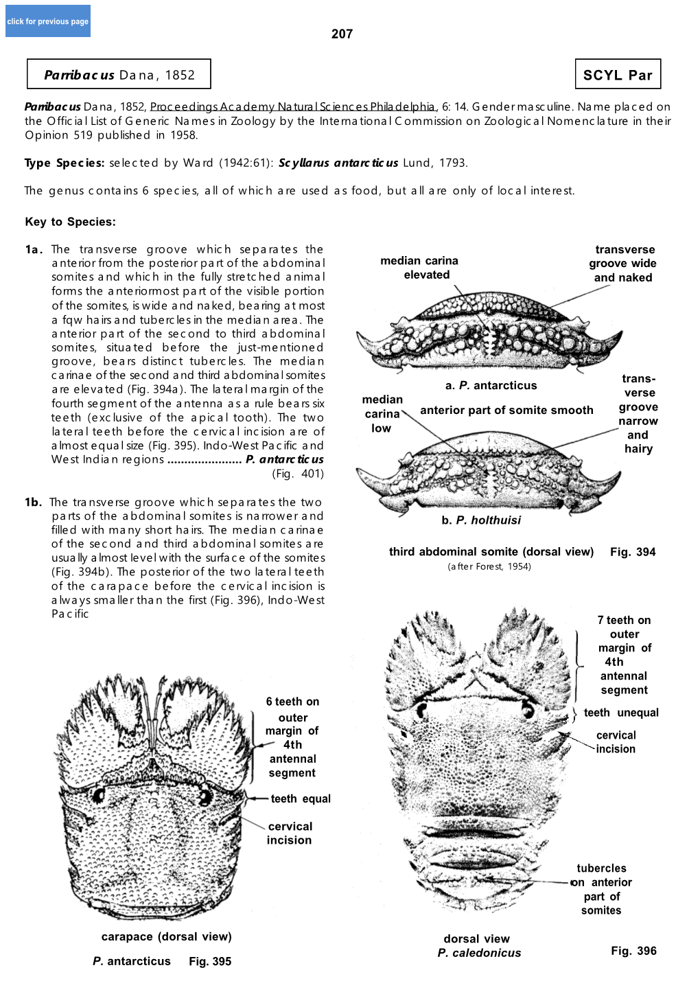 Parribacus Dana, 1852 SCYL Par