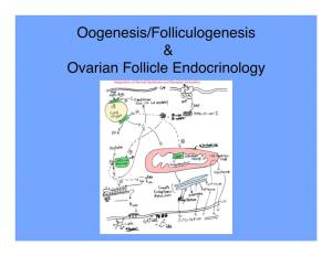 Oogenesis/Folliculogenesis Ovarian Follicle Endocrinology