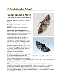 Multiplumed Moth