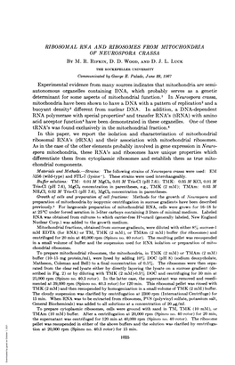 RIBOSOMAL RNA and RIBOSOMES from MITOCHONDRIA of NEUROSPORA CRASSA by M. R. RIFKIN, D. D. WOOD, and D. J. L. LUCK Experimental E