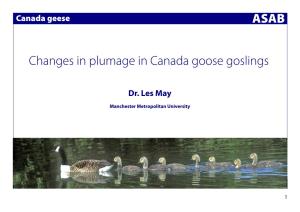 ASAB Changes in Plumage in Canada Goose Goslings